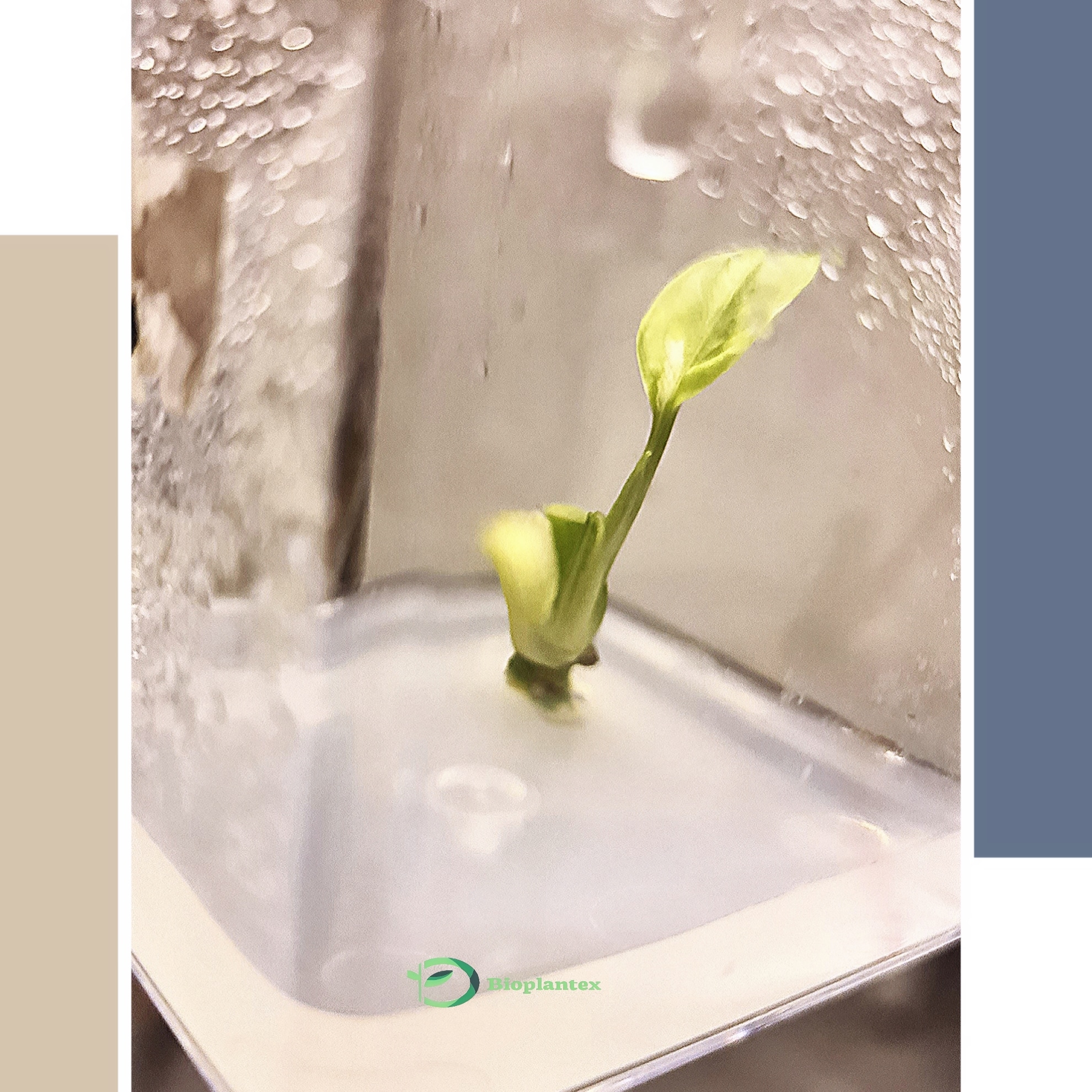 Looking for an intrested partner to plants